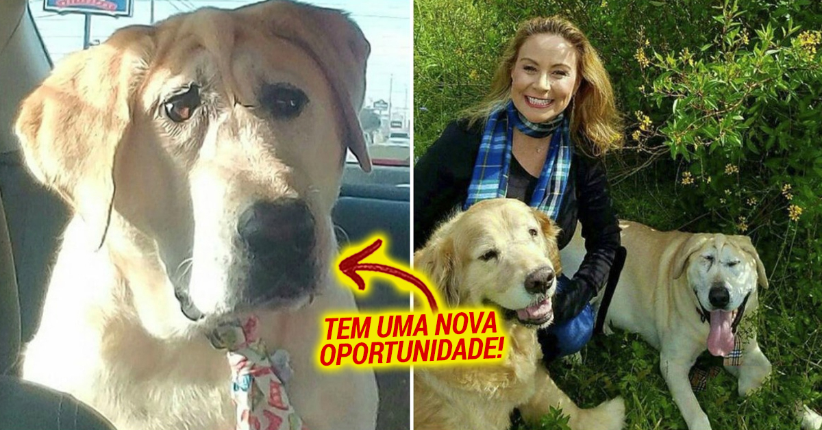 Labrador abandonado por ter deformação facial é adoptado e ganha uma oportunidade para ser feliz