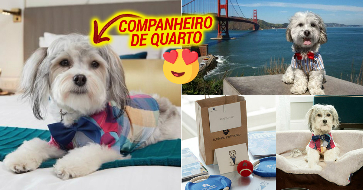 Hotel tem um cão que pode ser chamado para companheiro de quarto