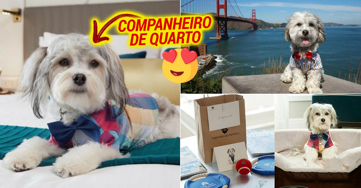 Hotel tem um cão que pode ser chamado para companheiro de quarto