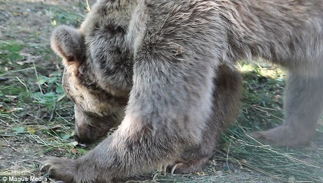 Vídeo revela momento em que ursa explorada em circo durante 19 anos é resgatada