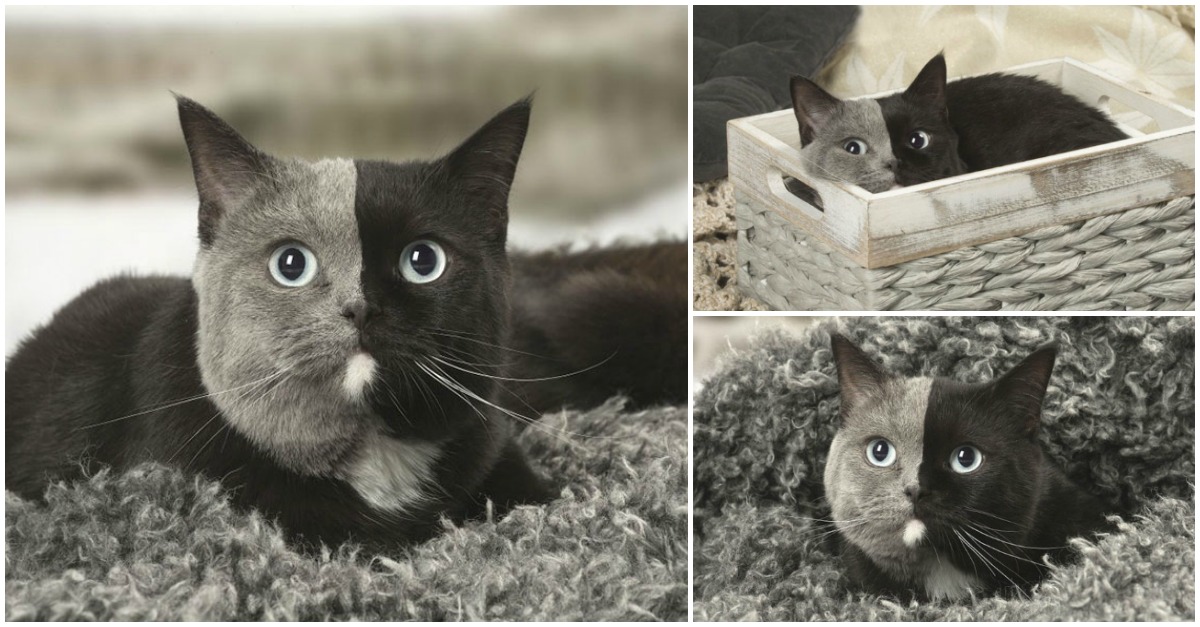 Gatinho que nasceu com pelo de dois tons esta a conquistar o coração dos internautas