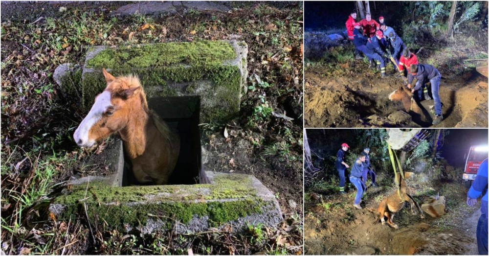 Bombeiros resgatam cavalo preso num aqueduto em Arcos de Valdevez
