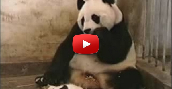 Susto do panda