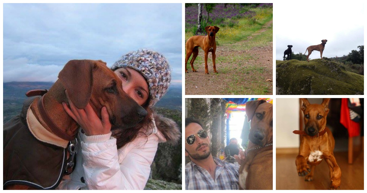 Simba, cão amável e adorado, foi morto com tiros de uma arma do vizinho, segundo conta o dono, José Diogo Castiço.