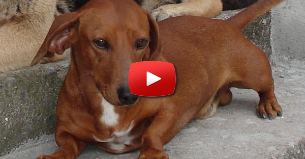 Cão aterrou no buraco