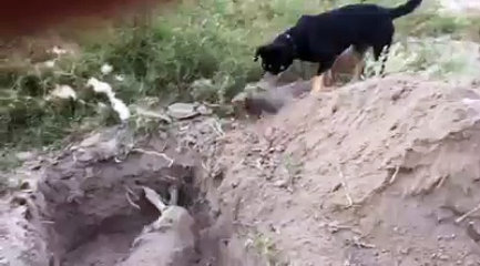 A ajuda comovente de um cão durante o funeral do seu amigo... vai deixar-te arrepiado!