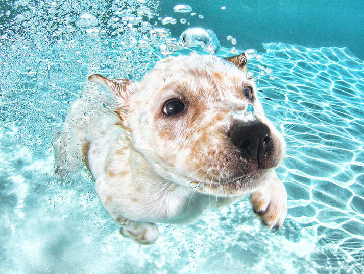 Cãezinhos e o amor profunda que têm pela água