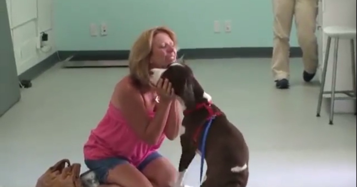 Cão culpado “sai de cena” quando se apercebe que está em apuros