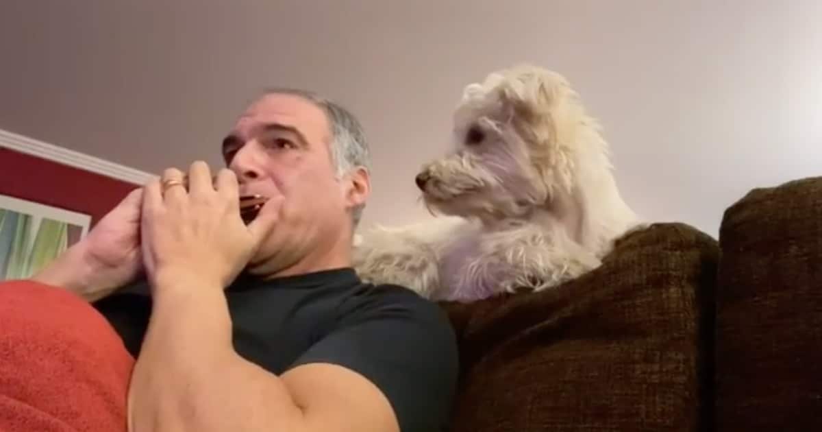 Rodrigo Guedes de Carvalho celebra dia bom a tocar para o cãopanheiro