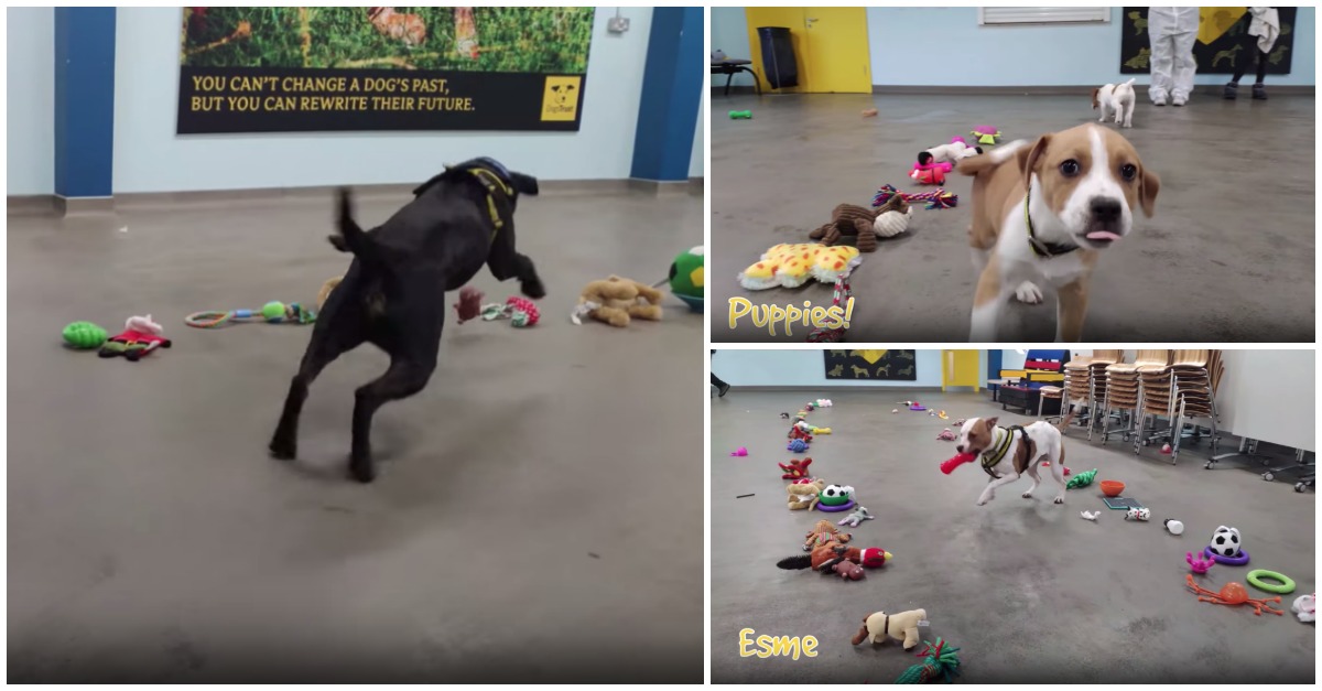 Apenas cães felizes a escolherem o seu presente de Natal... LINDO!
