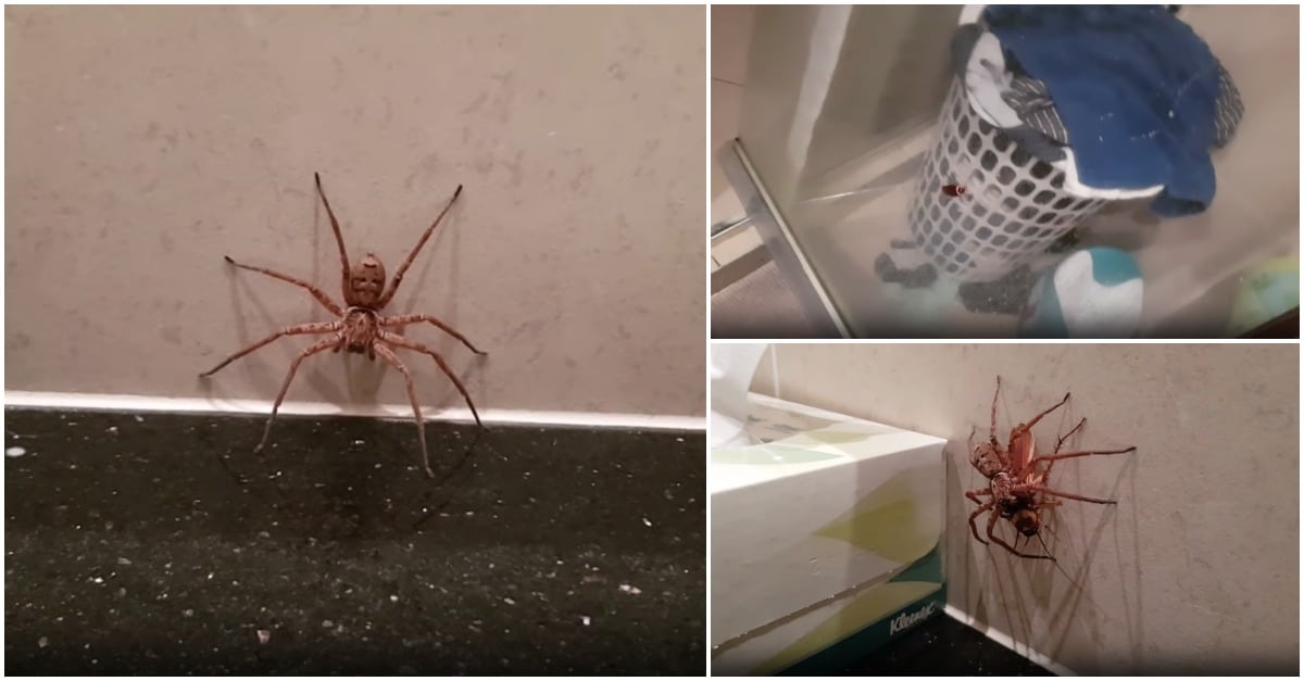 Aranha Vs Barata... algures numa casa de banho na Austrália!