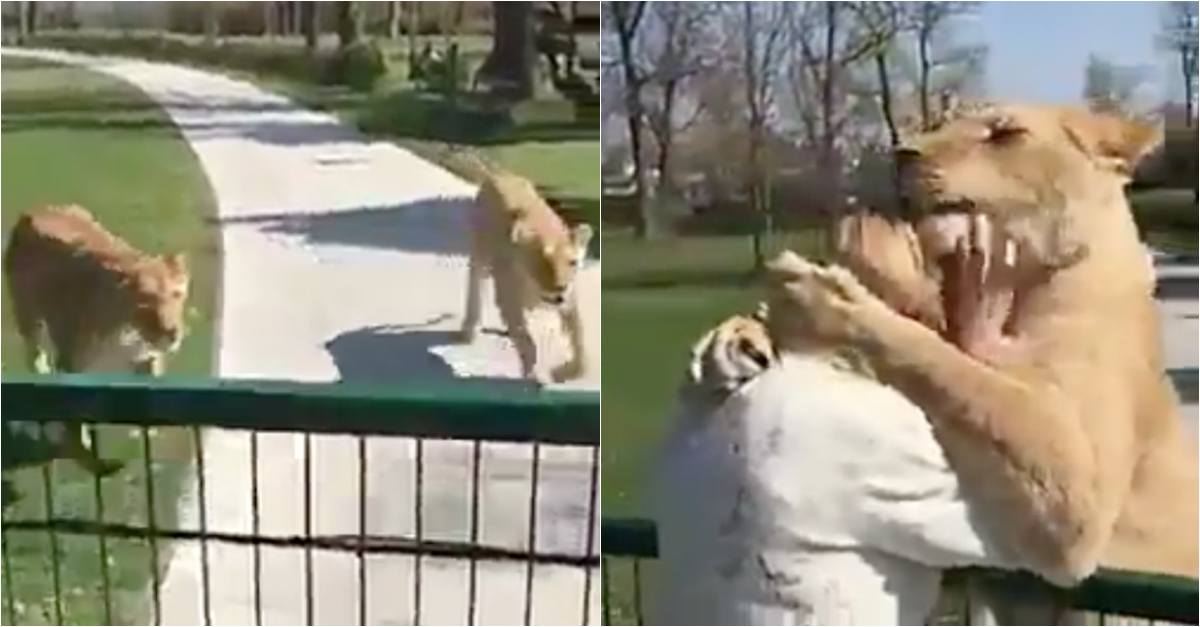 Reencontro entre dois leões e a criadora está a emocionar a Internet
