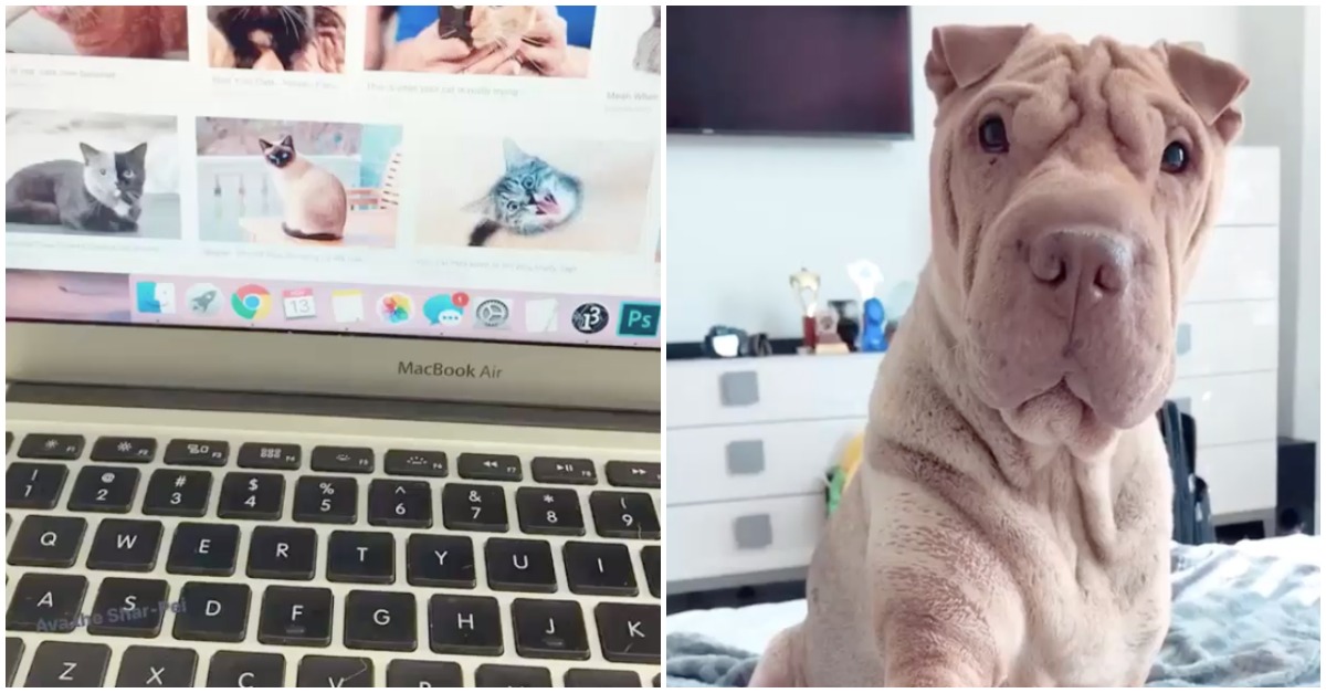 Cão encontra dono a fazer pesquisas na Internet que não são do seu agrado