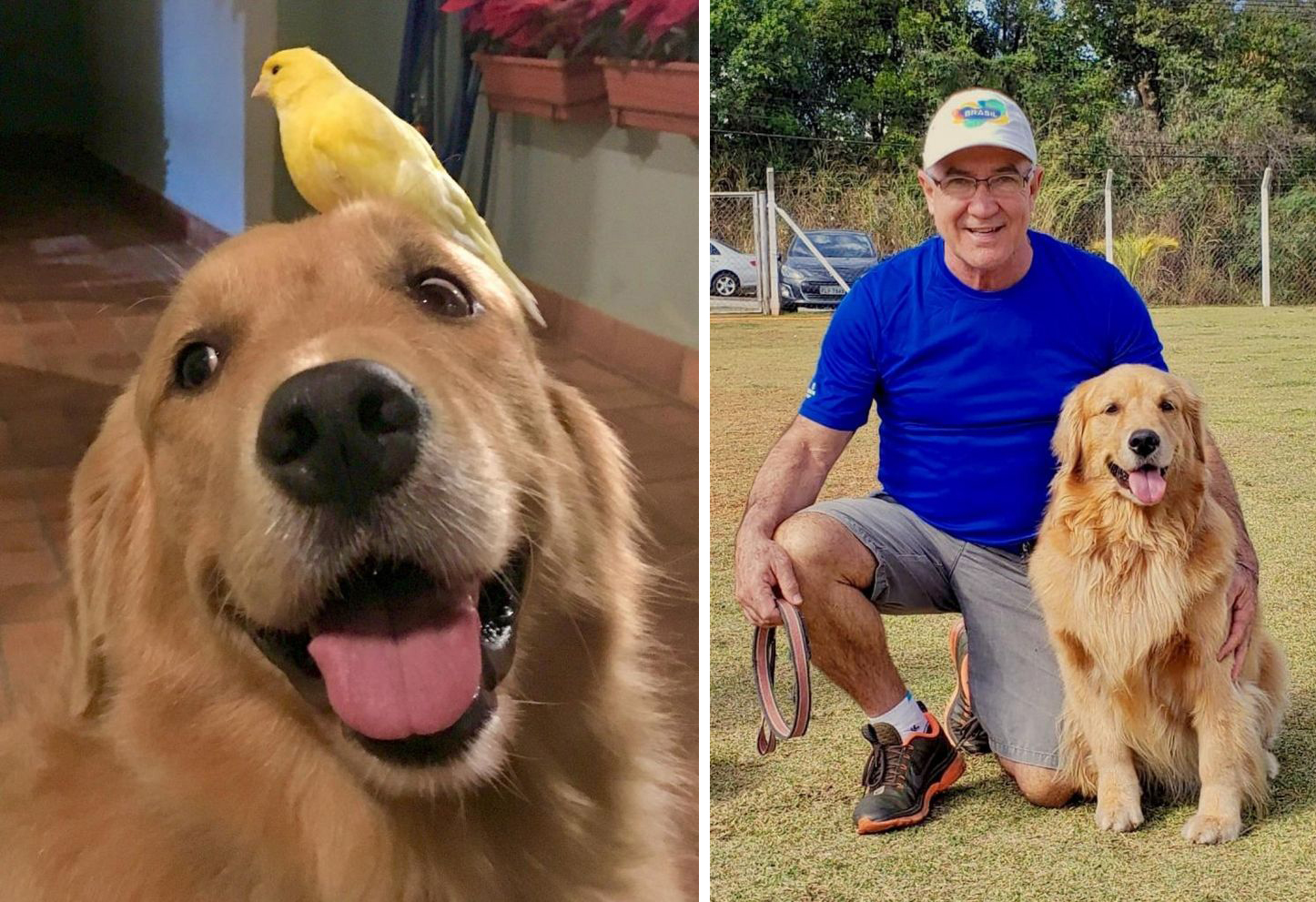 Vídeo de cadela procura pão sozinha na padaria faz sucesso na internet