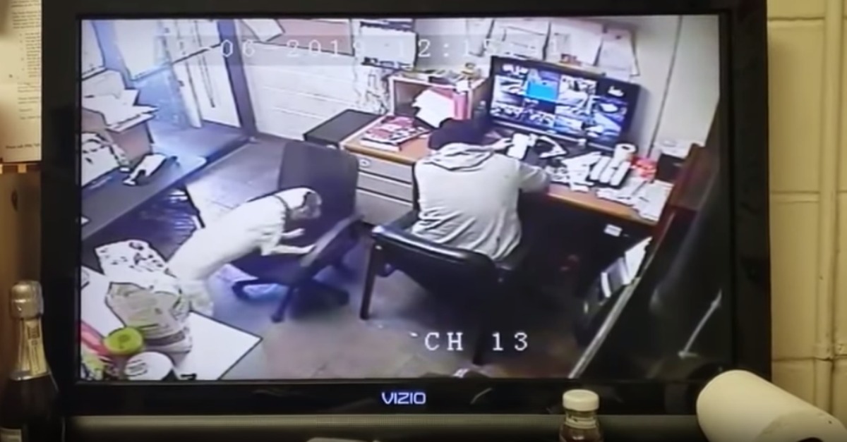 Cão arrasta cadeira e senta-se ao lado do seu dono que trabalha ao computador