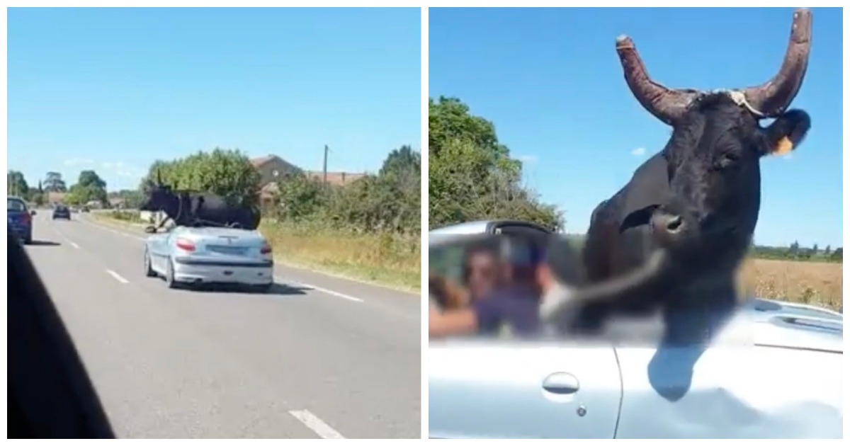 Sou contra as touradas! Hoje até dei boleia a um touro no meu 206 CC