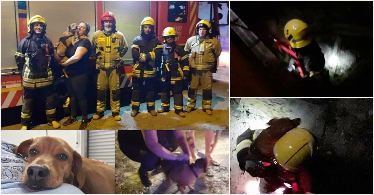 Cão que caiu numa cave é salvo pelos Bombeiros de Camarate