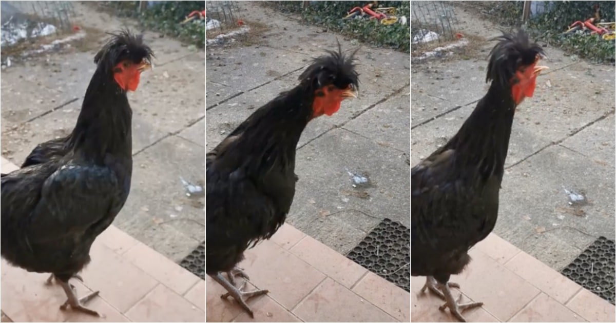 Galo surpreende com gutural digno de vocalista de banda de death metal