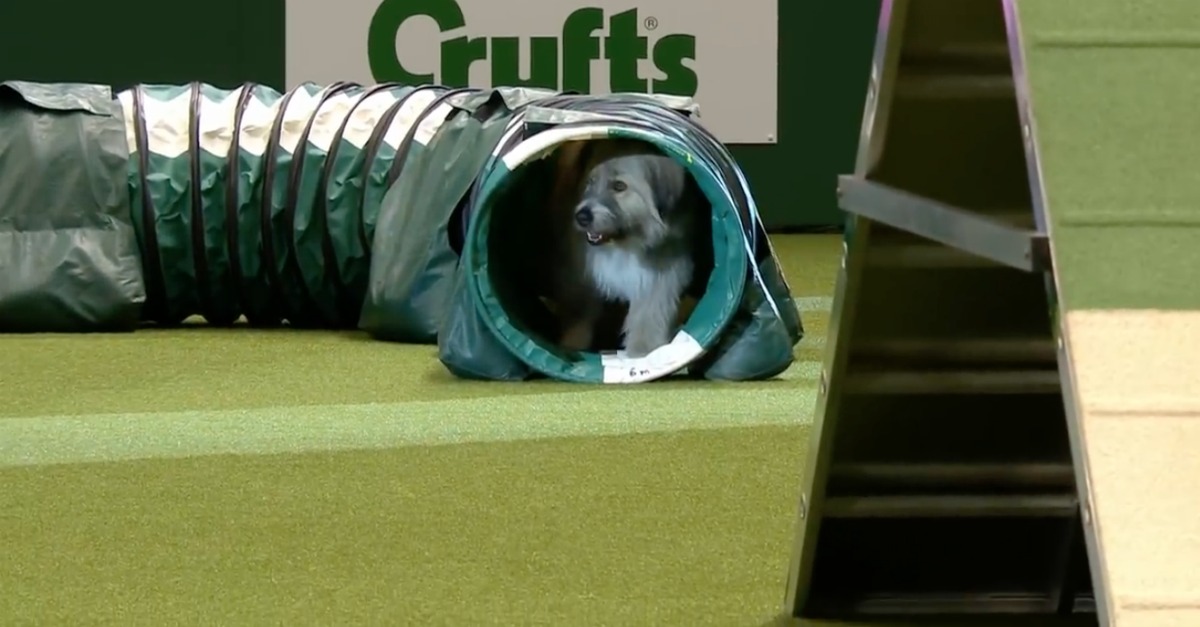 Cão de terapia faz tentativa hilariante em prova de agilidade