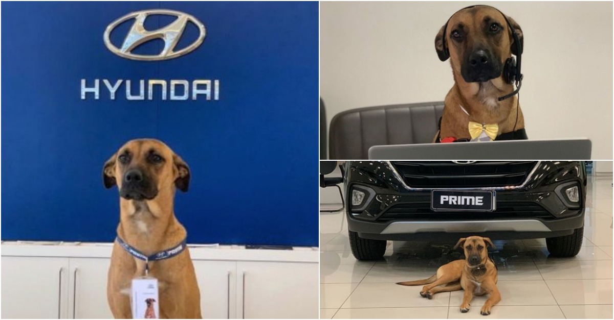 Cão de rua é adotado pela Hyundai e torna-se cãosultor da marca