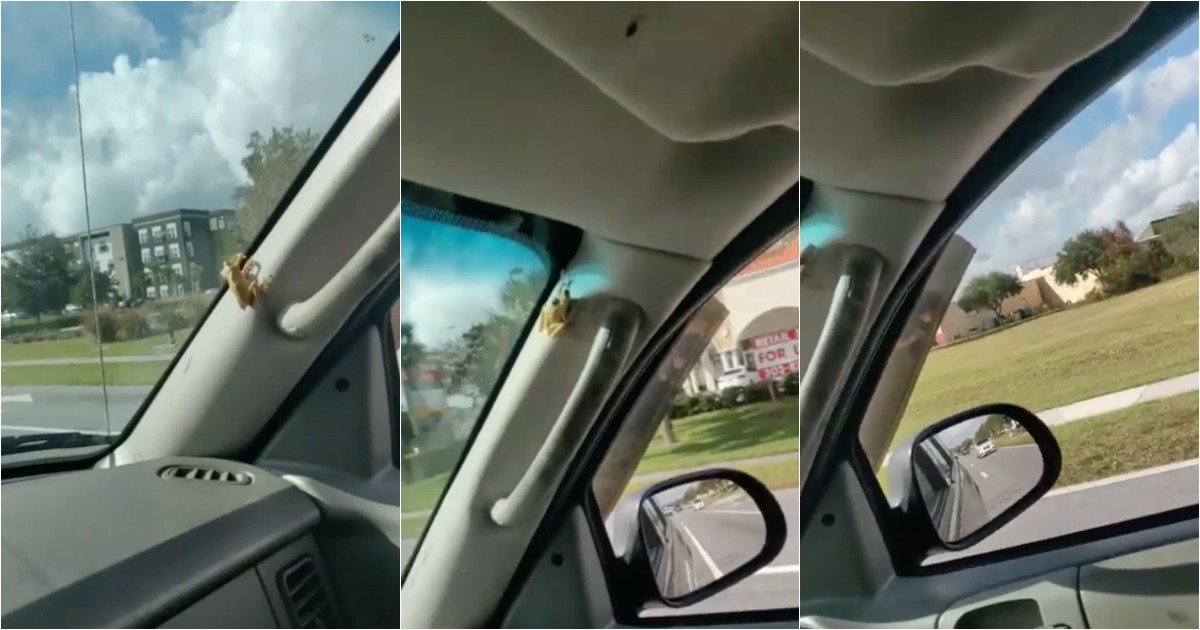 Condutor encontra rã no carro e acaba atacado em plena condução