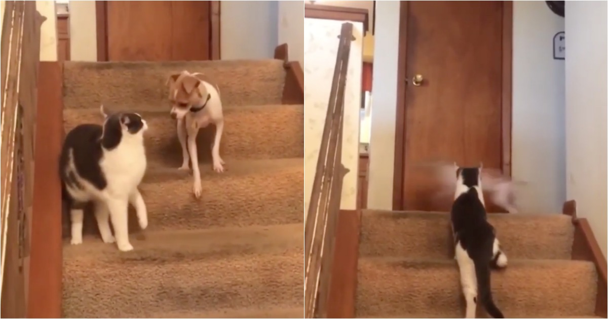 Gato ativa (acidentalmente) o botão TURBO de um cão