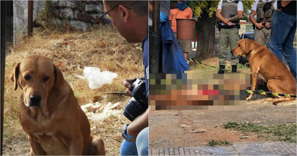 Cão permanece ao lado do corpo após não conseguir salvar o dono