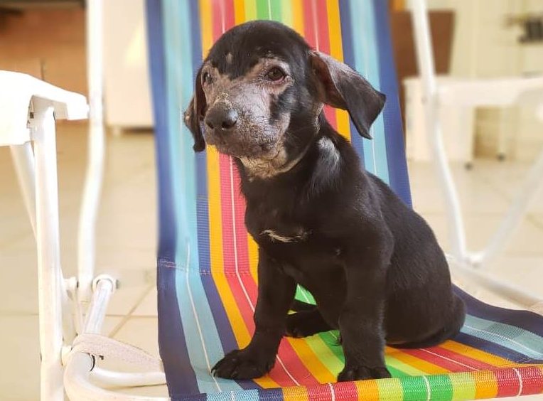 Cão enterrado vivo e resgatado. Aconteceu no Brasil