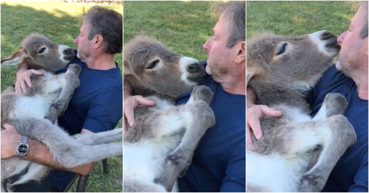 Americano tem burro de estimação que adora adormecer no colo
