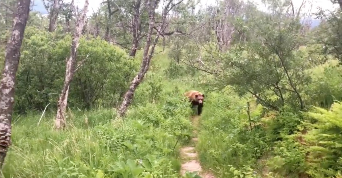 Casal dá de caras com urso durante caminhada num parque