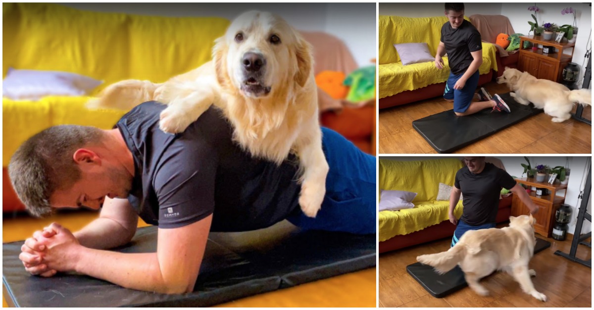 Como é o treino em casa quando tens um Golden Retriever por perto