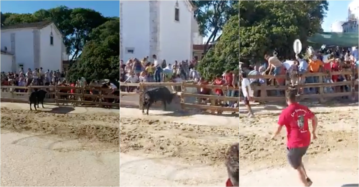 Touro foge durante largada em Alcochete