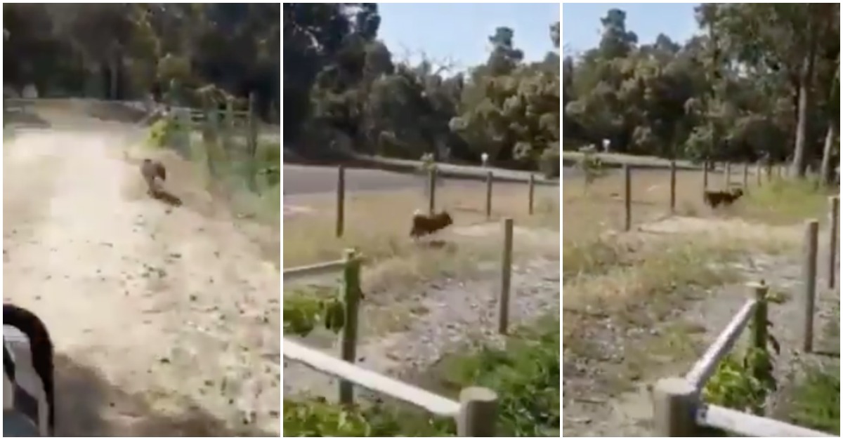 Cão fica tão eufórico com a chegada do dono que parece um bug de um videojogo