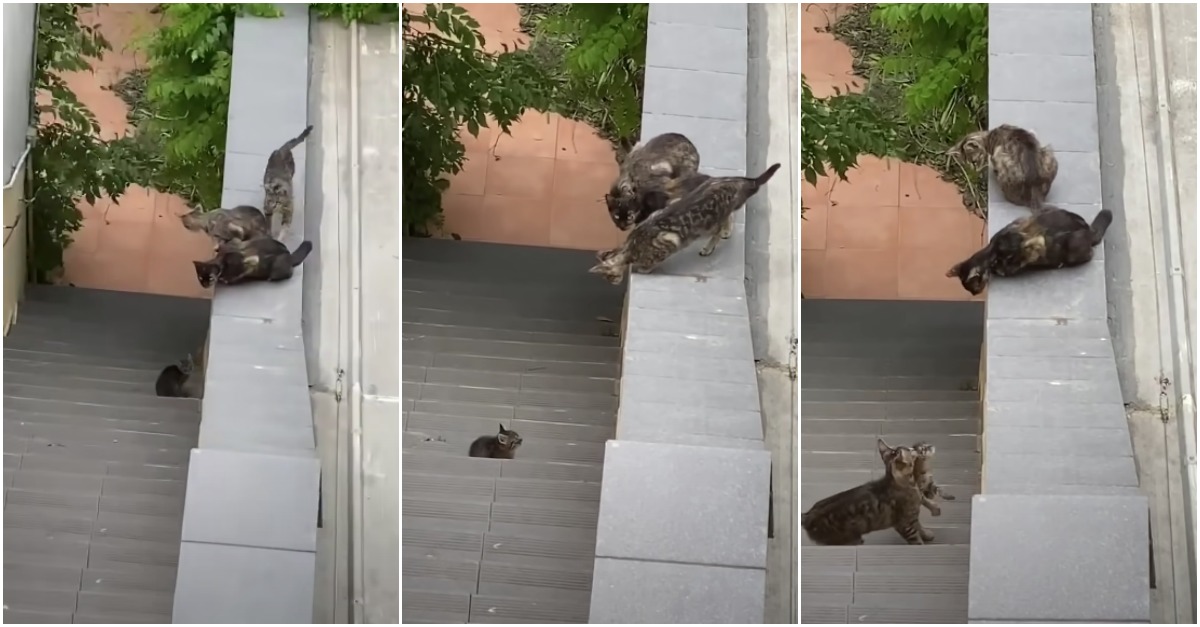 Mãe gata ajuda filhote que não conseguia subir as escadas