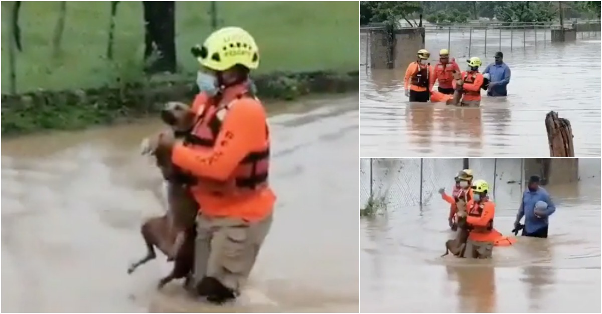 As imagens do resgate de um cão após passagem da tempestade Laura