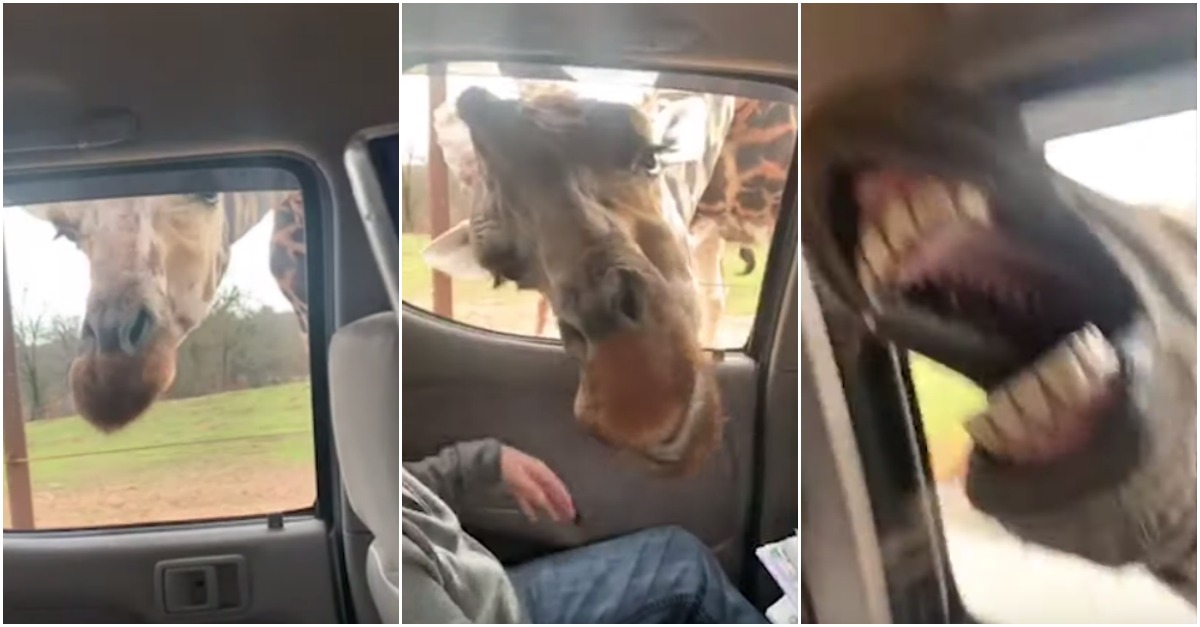 Encontro hilariante com uma girafa e uma zebra que apenas procuravam comida