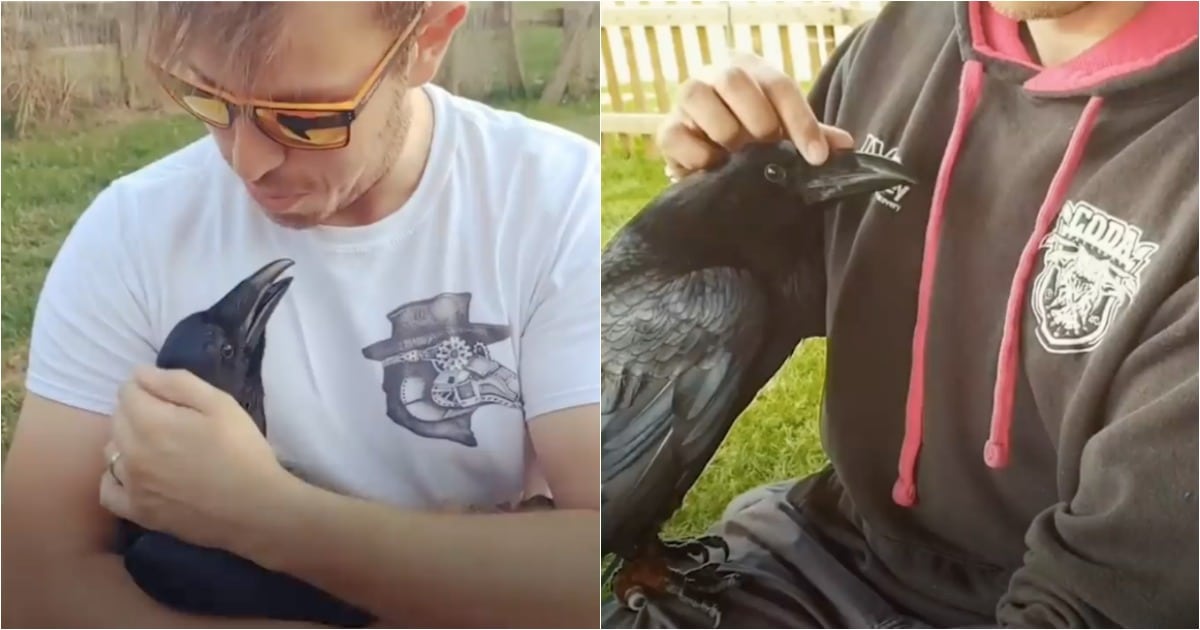 Corvo que foi resgatado age como um cão com o seu pai humano