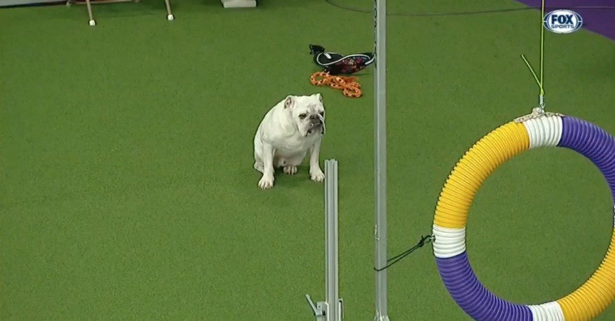 Bulldog participa em prova de obstáculos e conquista... o respeito de todos