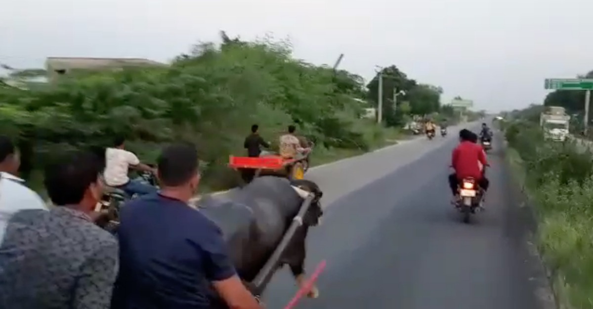 Como um boi se livrou de cinco animais durante uma corrida entre carroças