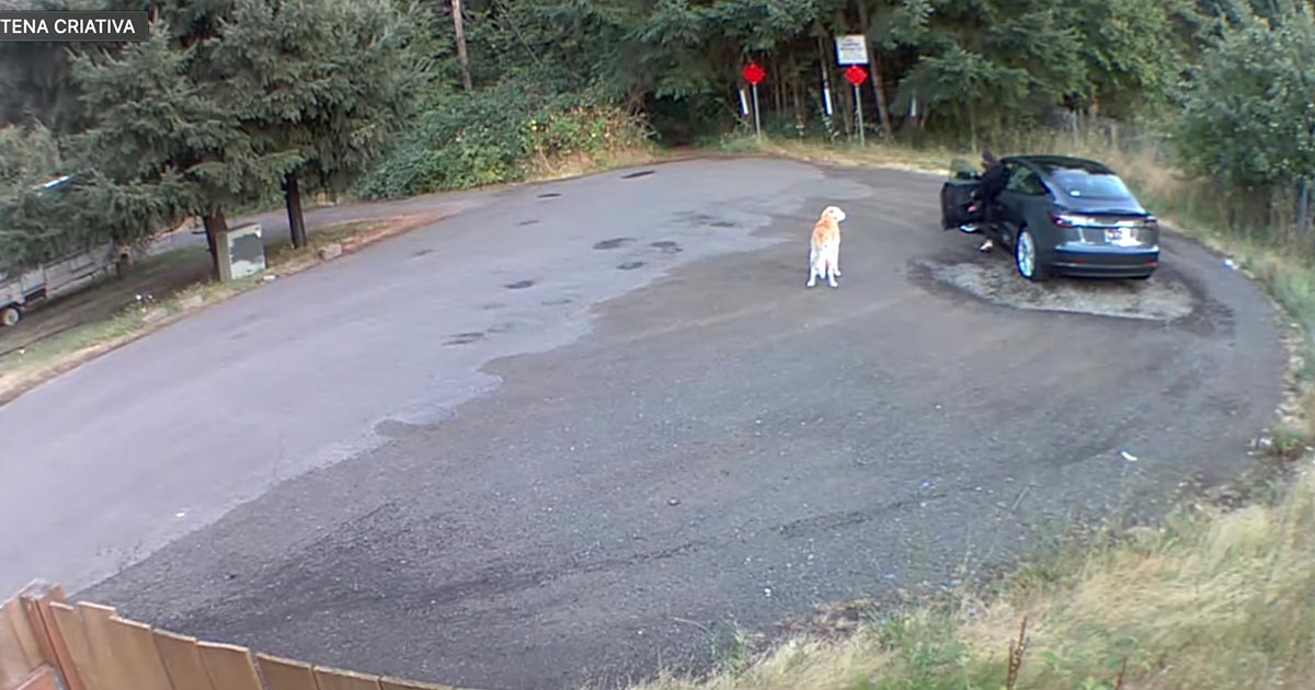 Mulher abandona o seu labrador sénior no meio da floresta (enquanto ele abana o rabo)