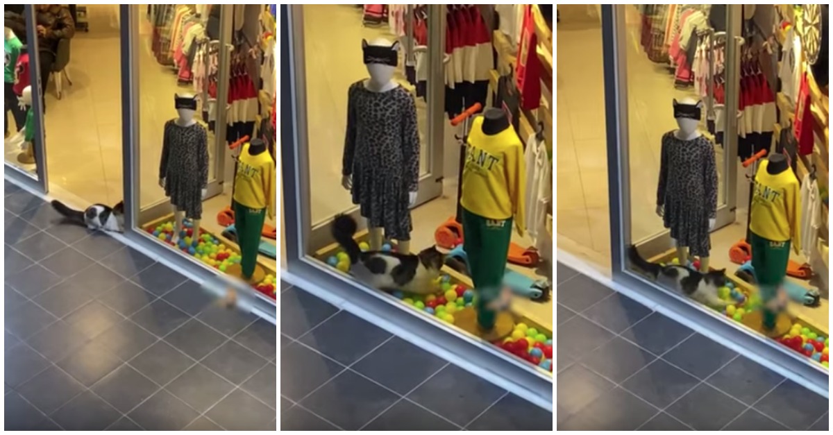 Gato entra em loja para brincar com as bolas que se encontram na montra