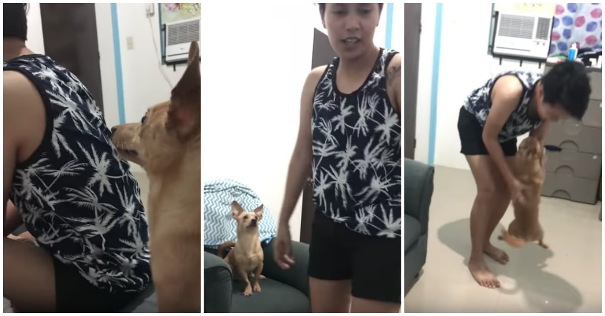 Dona finge que não vê o seu cão e este tenta convencê-la a todo o custo de que não está invisível!