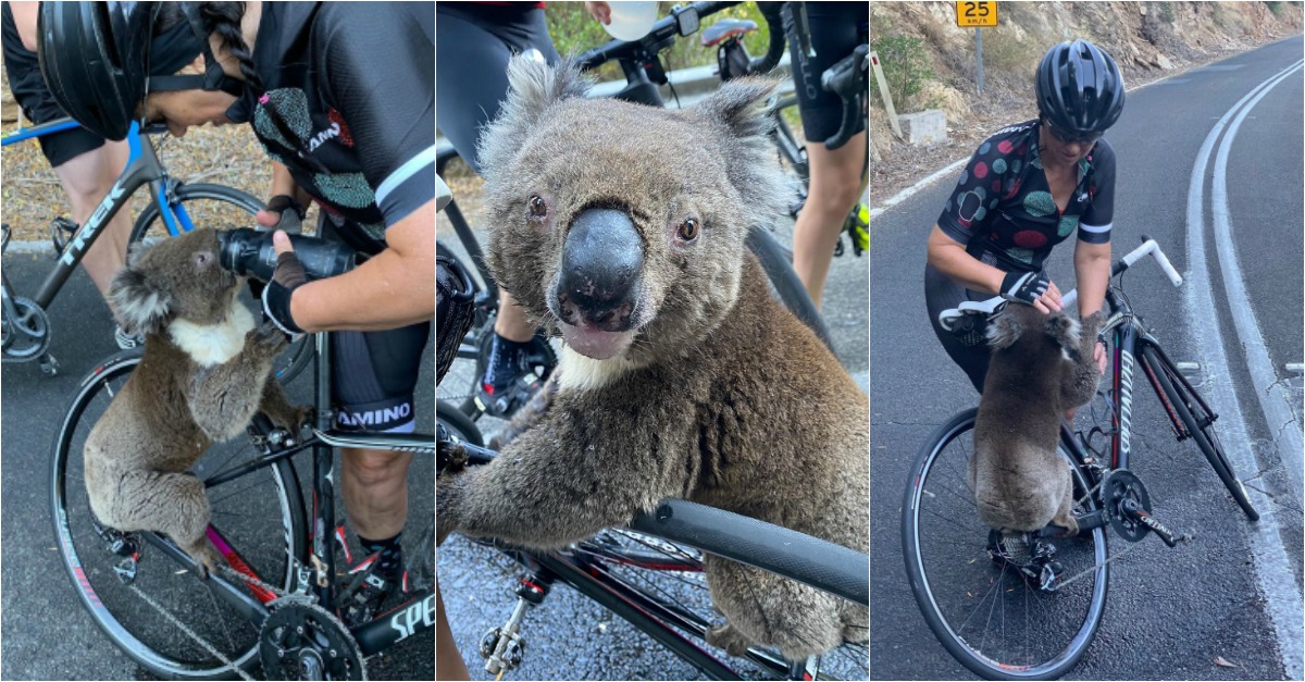 Coala desesperado pede água a ciclistas na Austrália