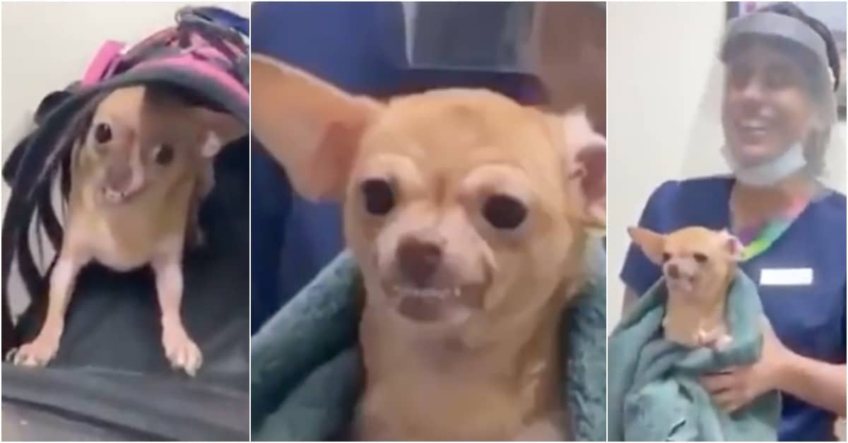 A complicada tarefa de vacinar um pinscher possuído pelo demónio