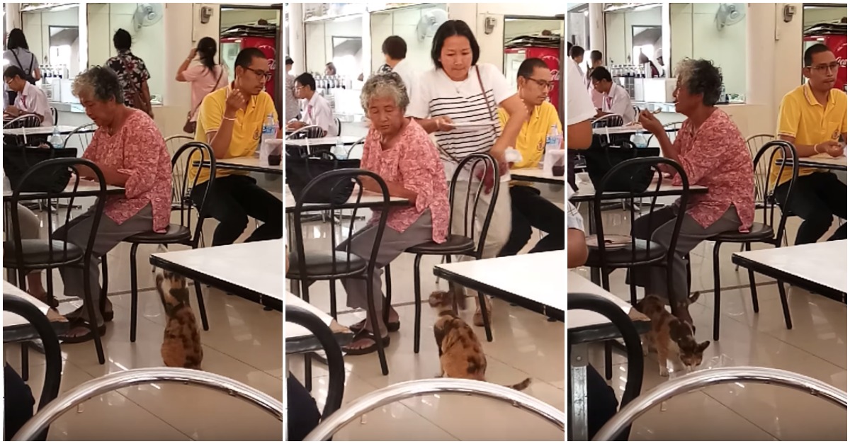 Gato chama a atenção dos humanos para que lhe dêem comida