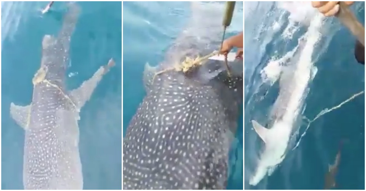 Tubarão-baleia pede ajuda a pescadores e no final agradece por o terem libertado