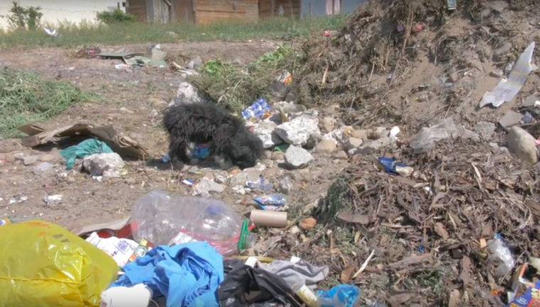 Família abandona cão no lixo após adoptar novo filhote