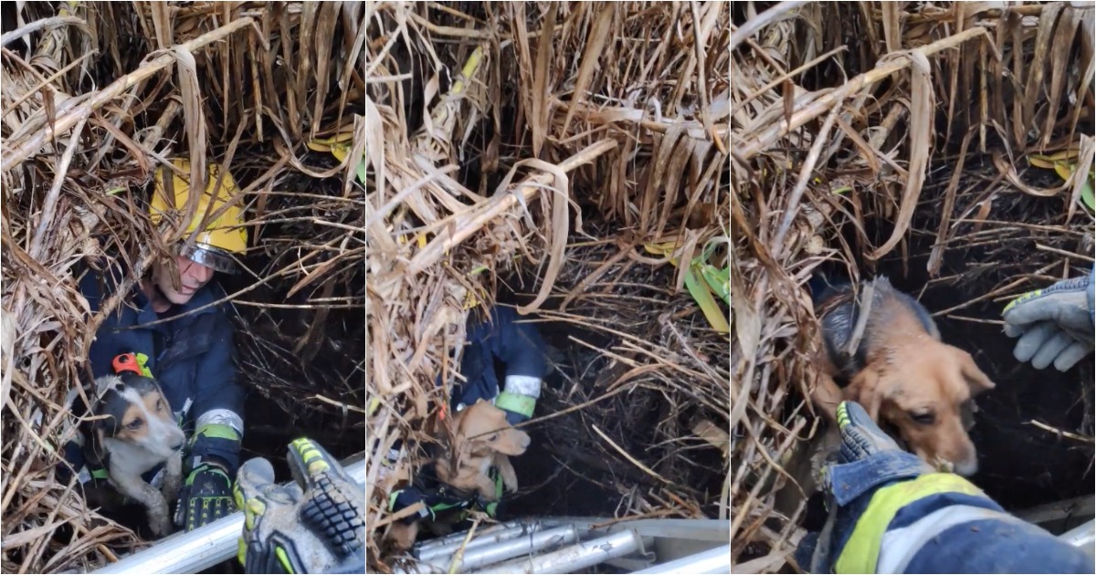 Bombeiros de Rio Maior salvam 8 cães presos num poço com água