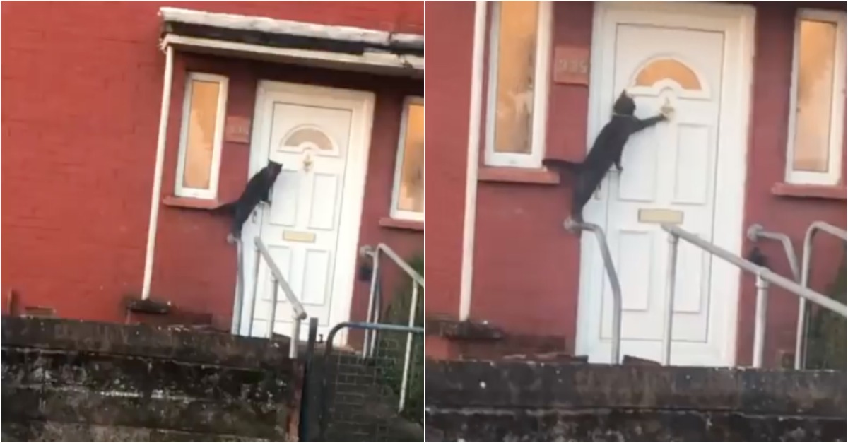 A reação de um gato ao encontrar a porta fechada após noite de folia