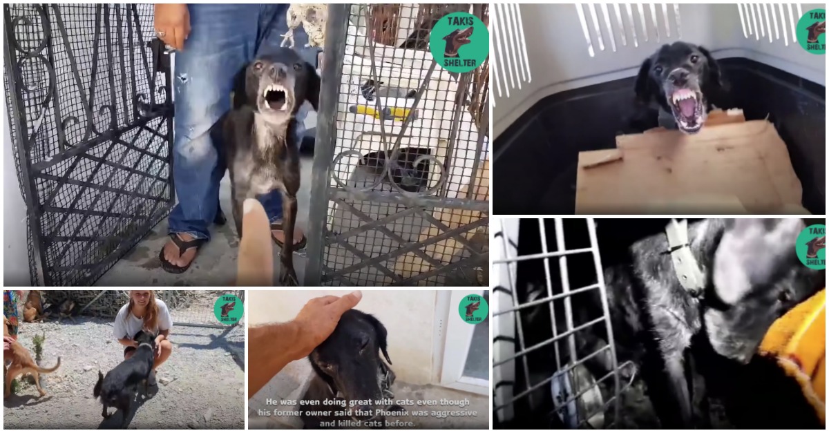 Cão feroz recebe carinho pela primeira vez após o resgate e transforma-se